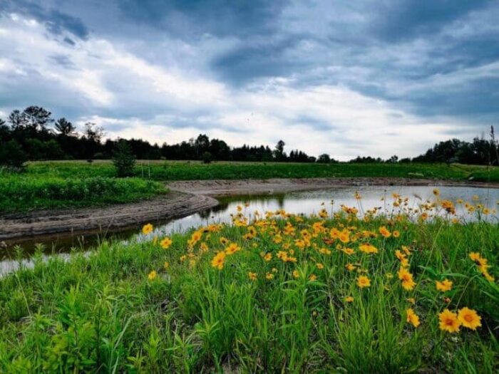 Completed wetland restoration at Natural Themes Native Plant Nursery.
