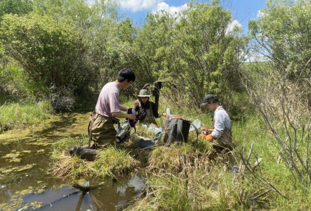 From the Field: Summer Positions with the Institute for Wetland and Waterfowl Research