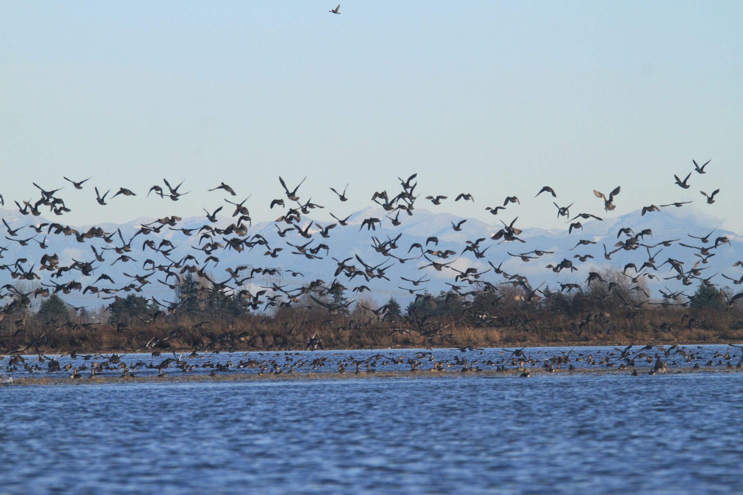 A group of waterfowl flying over a body of water