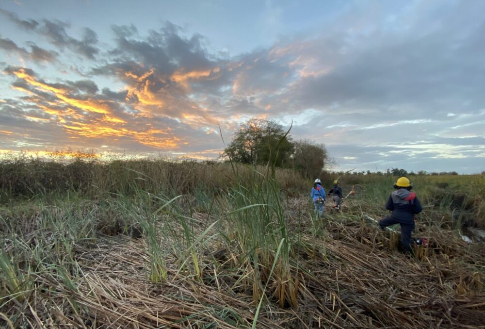 Invasive species management in Burns Bank WMA at sunrise