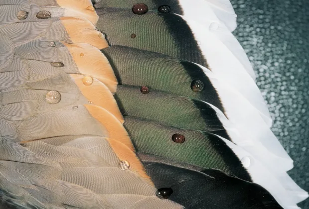 Ducks Unlimited Canada 2025 Annual Report