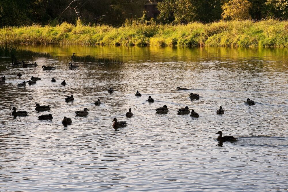 2025 Waterfowl report highlights stability and the solutions conservation provides