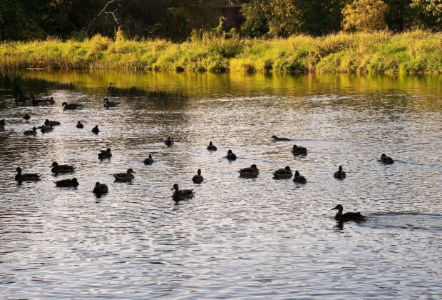 2025 Waterfowl report highlights stability and the solutions conservation provides
