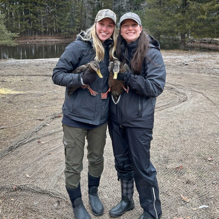 Cassidy Waldrep (left) and Kelsie Huss (right) hold two male black ducks caught in New Jersey using a rocket net. Though black ducks are not part of the project, each duck is banded for potential harvest recoveries by hunters.
