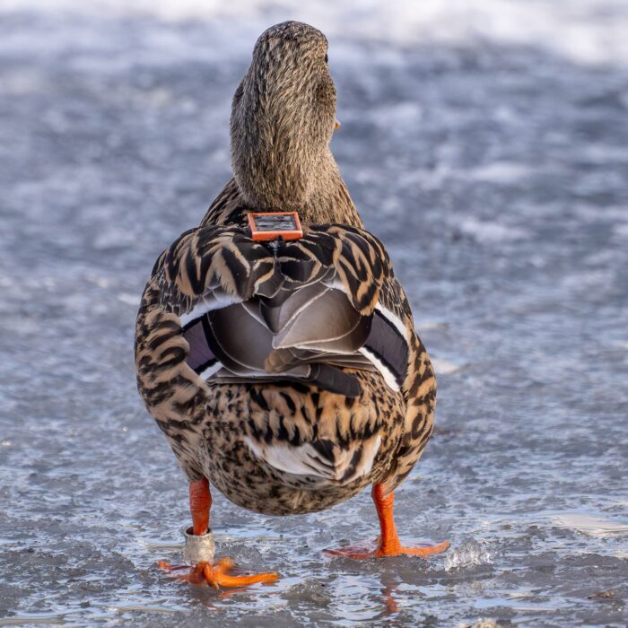A mallard hen, freshly outfitted with a solar-powered backpack unit and leg band. Researchers can log onto a website to see where tracked birds are and what they’re doing.