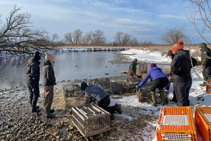 New York biologists and their team retrieve mallards and black ducks from walk-in traps along an inlet. Walk-in traps are a common method for capturing ducks. The ducks are often lured inside with bait such as corn. Researchers collect the birds and place them in crates to assess, band and where appropriate, tag with transmitters.