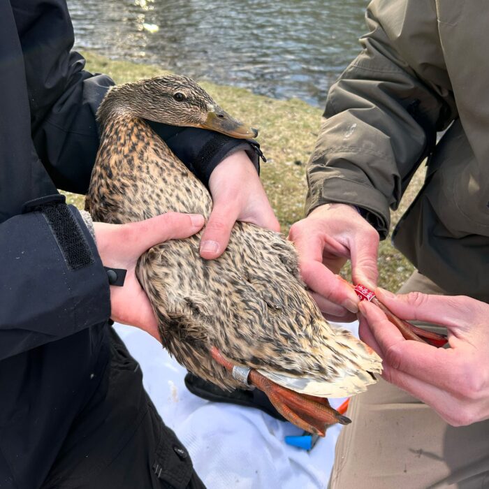 A mallard hen with a geo-locator attached to her leg. These devices capture light levels every five minutes and analyzed to extract location data in a non-invasive way. Devices are attached to the red band, which includes information about who to contact if the bird is harvested. 