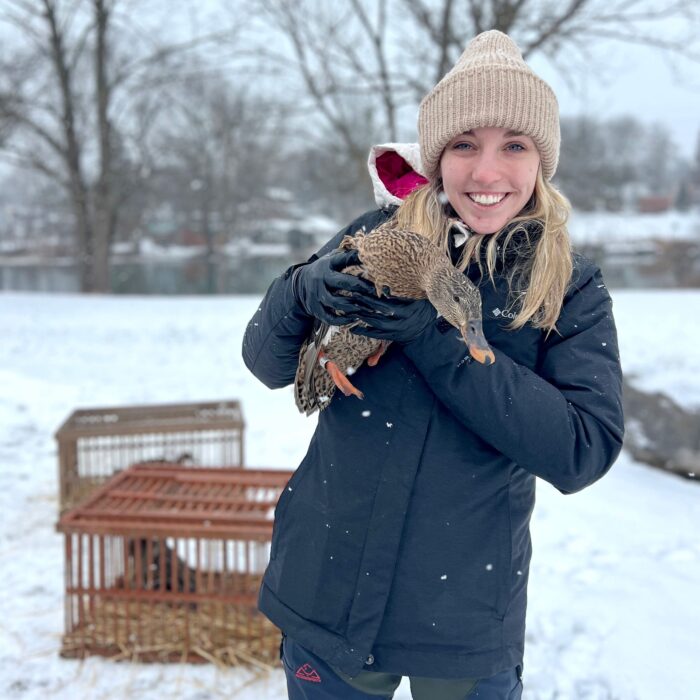 Cassidy Waldrep holds a banded hen affixed with a transmitter. After Waldrep ensures the hen is in good condition, she’ll release her to start her journey of collecting data. 