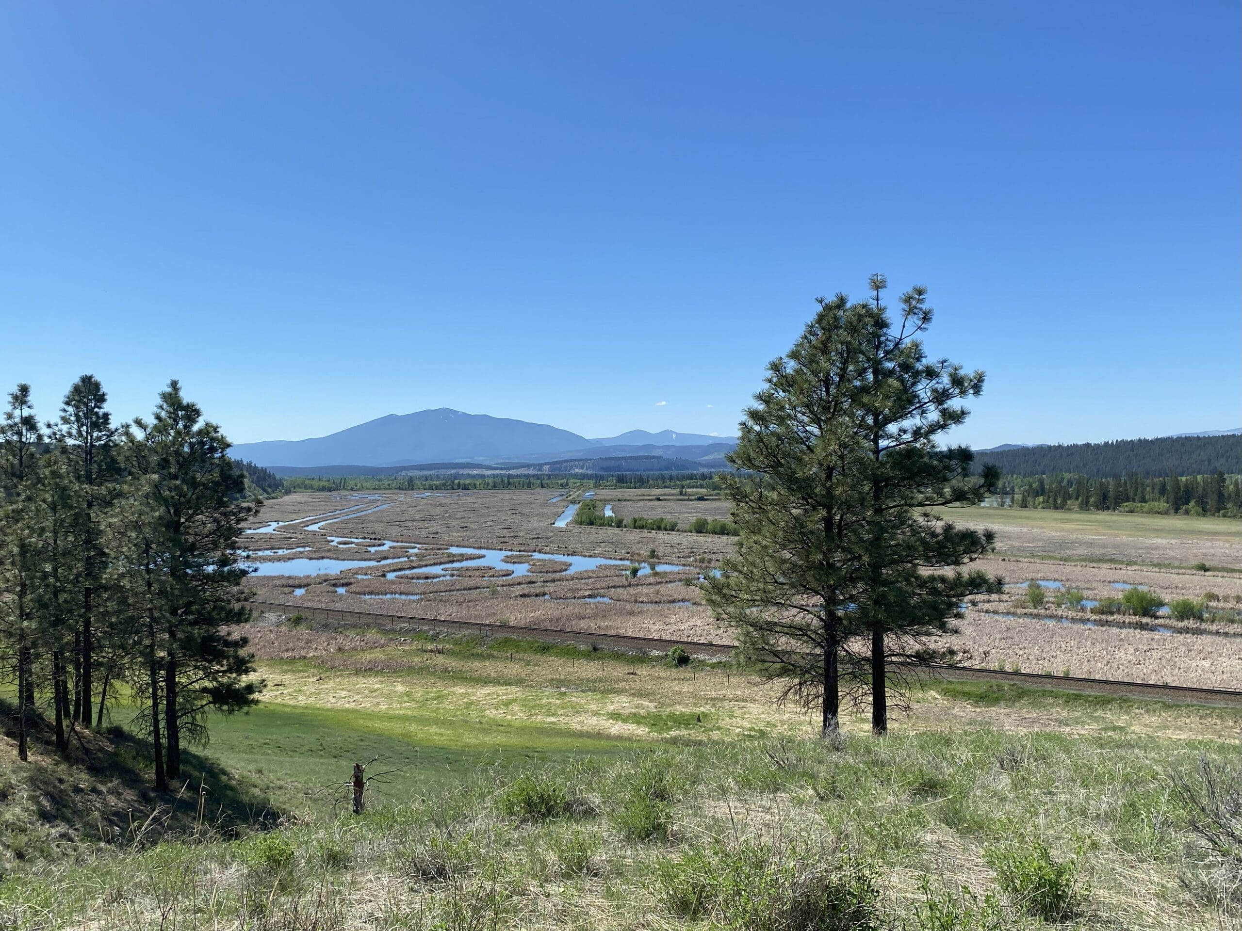 View from Bummers Flats looking between pine trees at the mountains in the distance