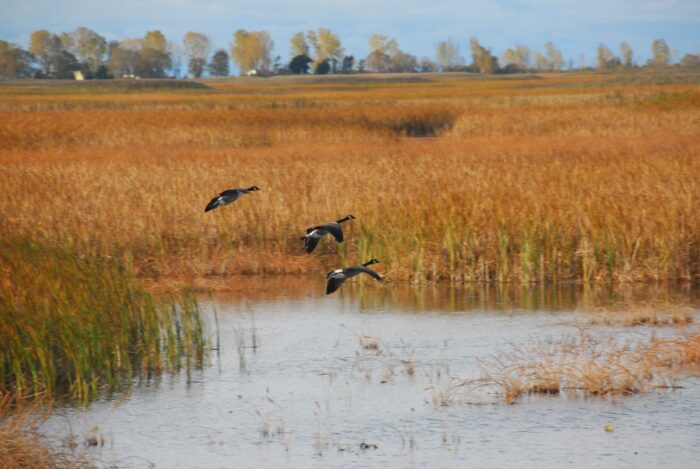 Canadian geese visiting Big Creek National Wildlife Area 