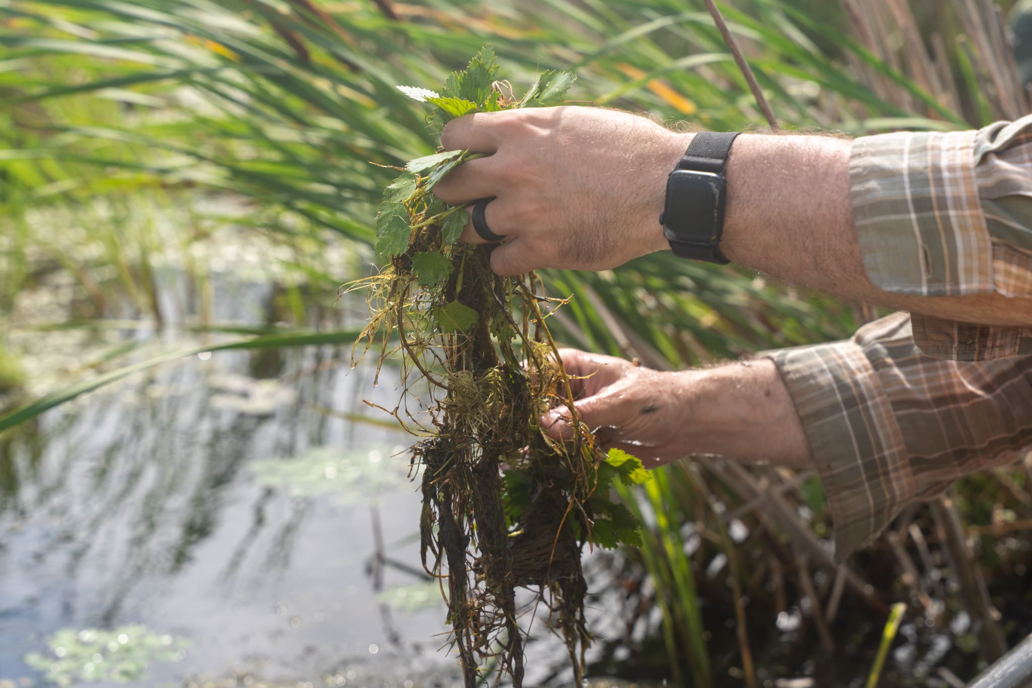 A pair of hands removing European water chestnuts