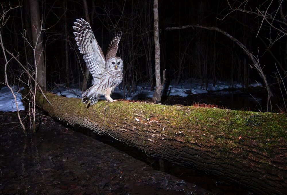 Owl