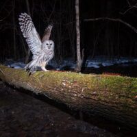 Trail camera captures