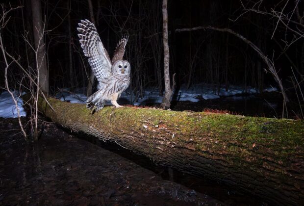 Trail camera captures