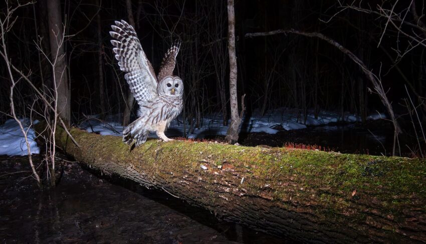 Trail camera captures