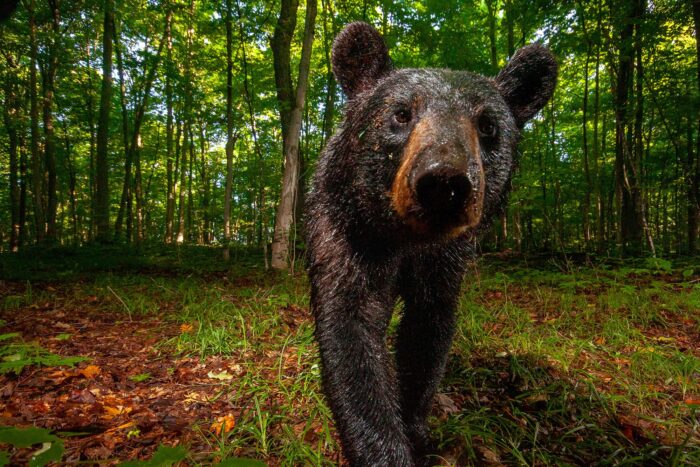  Black bear