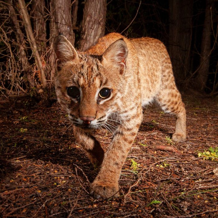 Bobcat