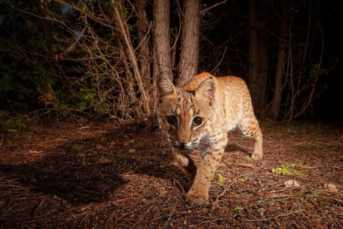 Bobcat