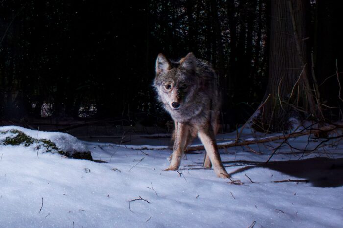  Coyote