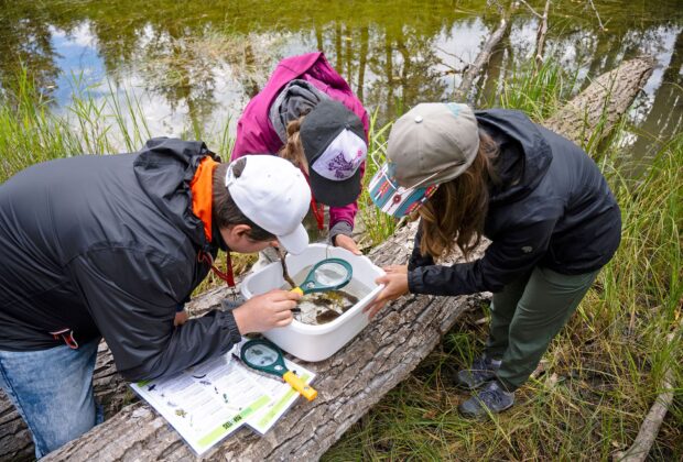 Nature Education Collective