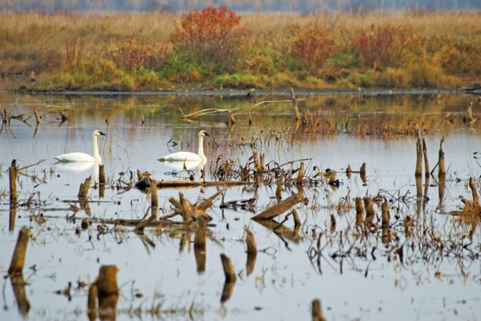 Swans at Tiny Marsh 