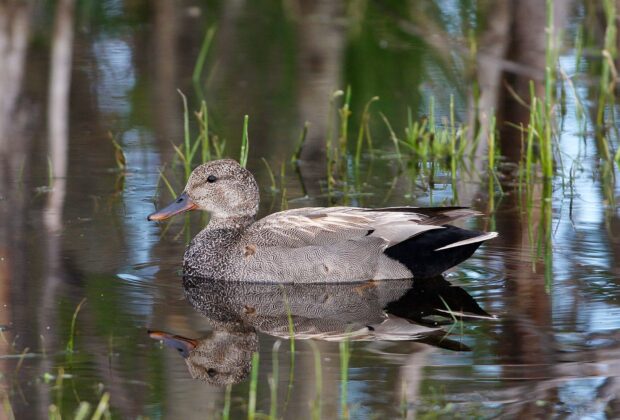 A Gadwall drake swimming.