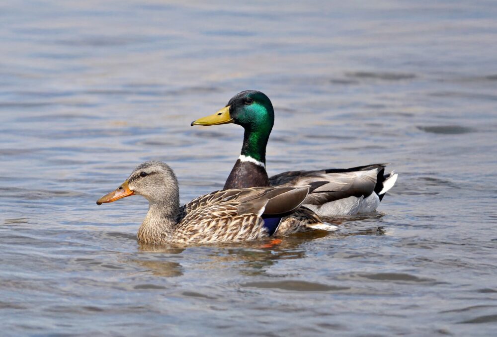 Pair of mallards