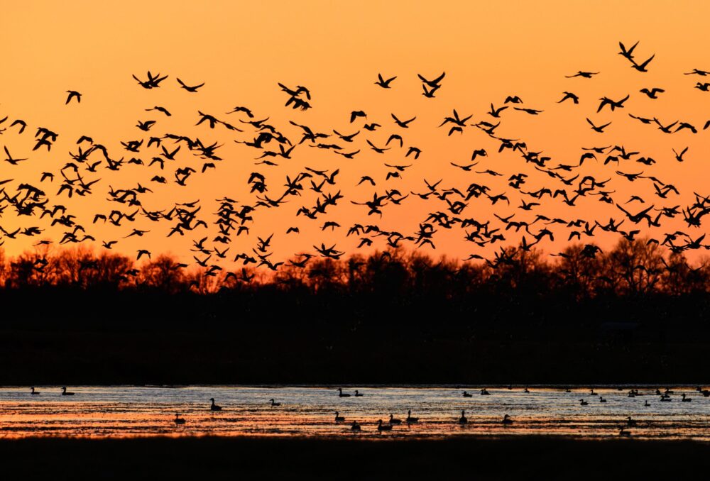 A large flock of ducks in flight are silhouetted against an orange evening sky just after sunset.