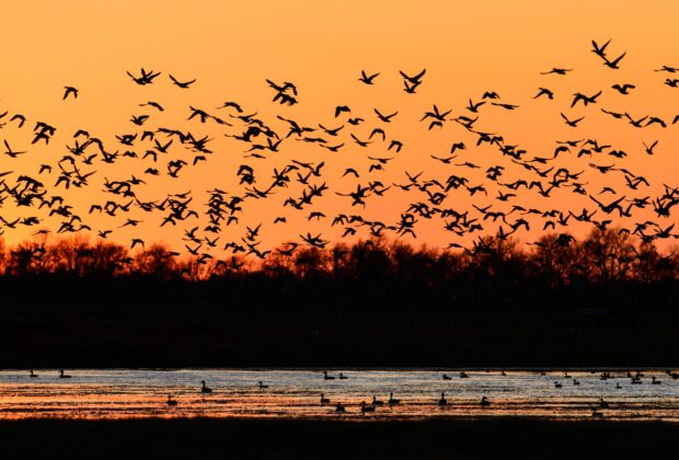 Experience fall bird migration in Ontario