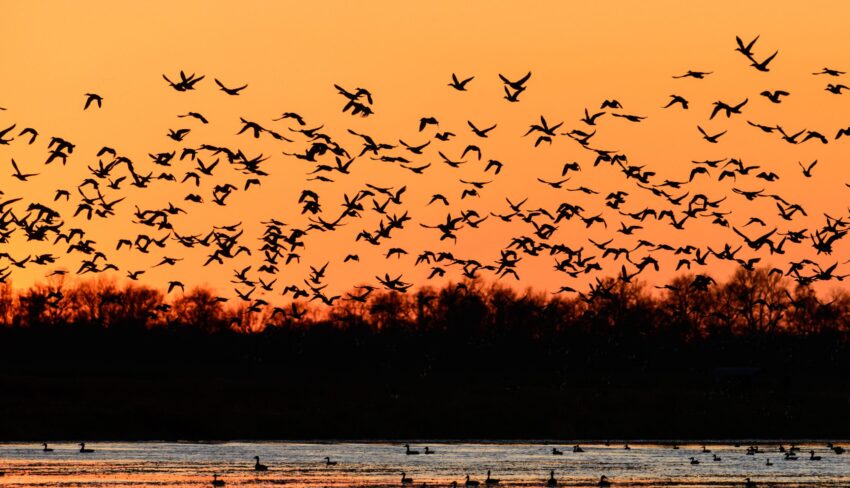 Experience fall bird migration in Ontario