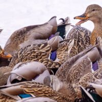 Mallards on the move