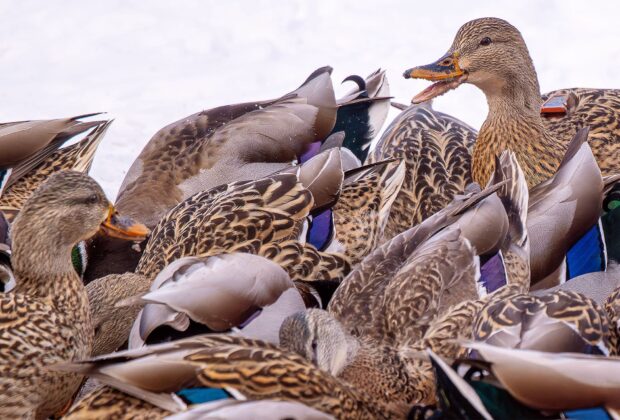 Mallards on the move