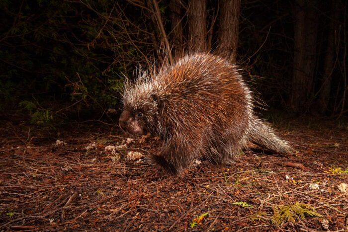 Porcupine