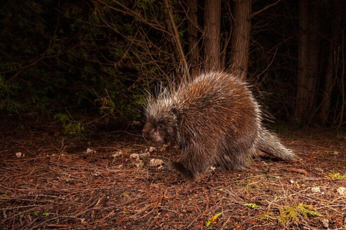 Porcupine