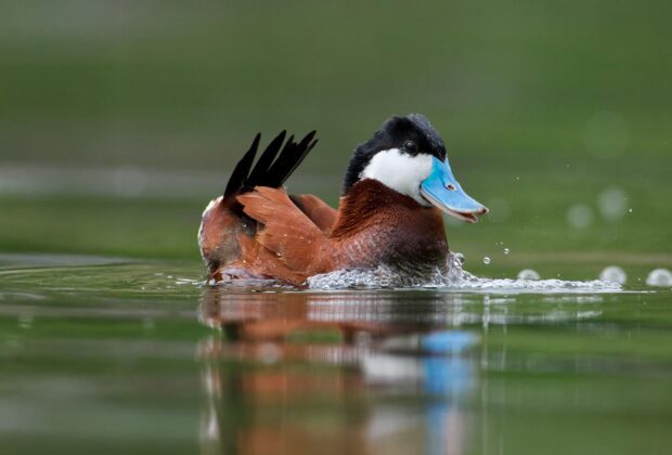A ruddy duck swimming.