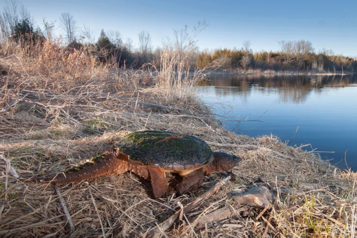 Snapping turtle