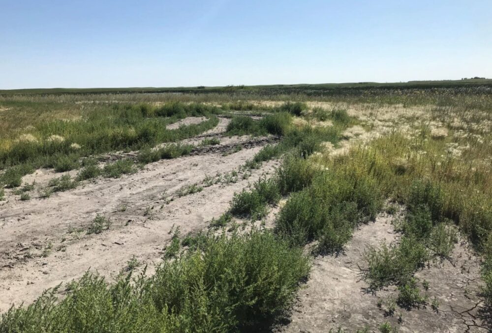 “These consistently low-yielding acres really don’t pay; on average, prairie farmers lose about $68 per acre trying to grow annual crops in these areas,