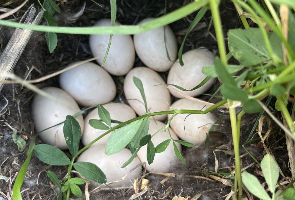 Tame grassland established on Willemse is already attracting nesting waterfowl and other birds.