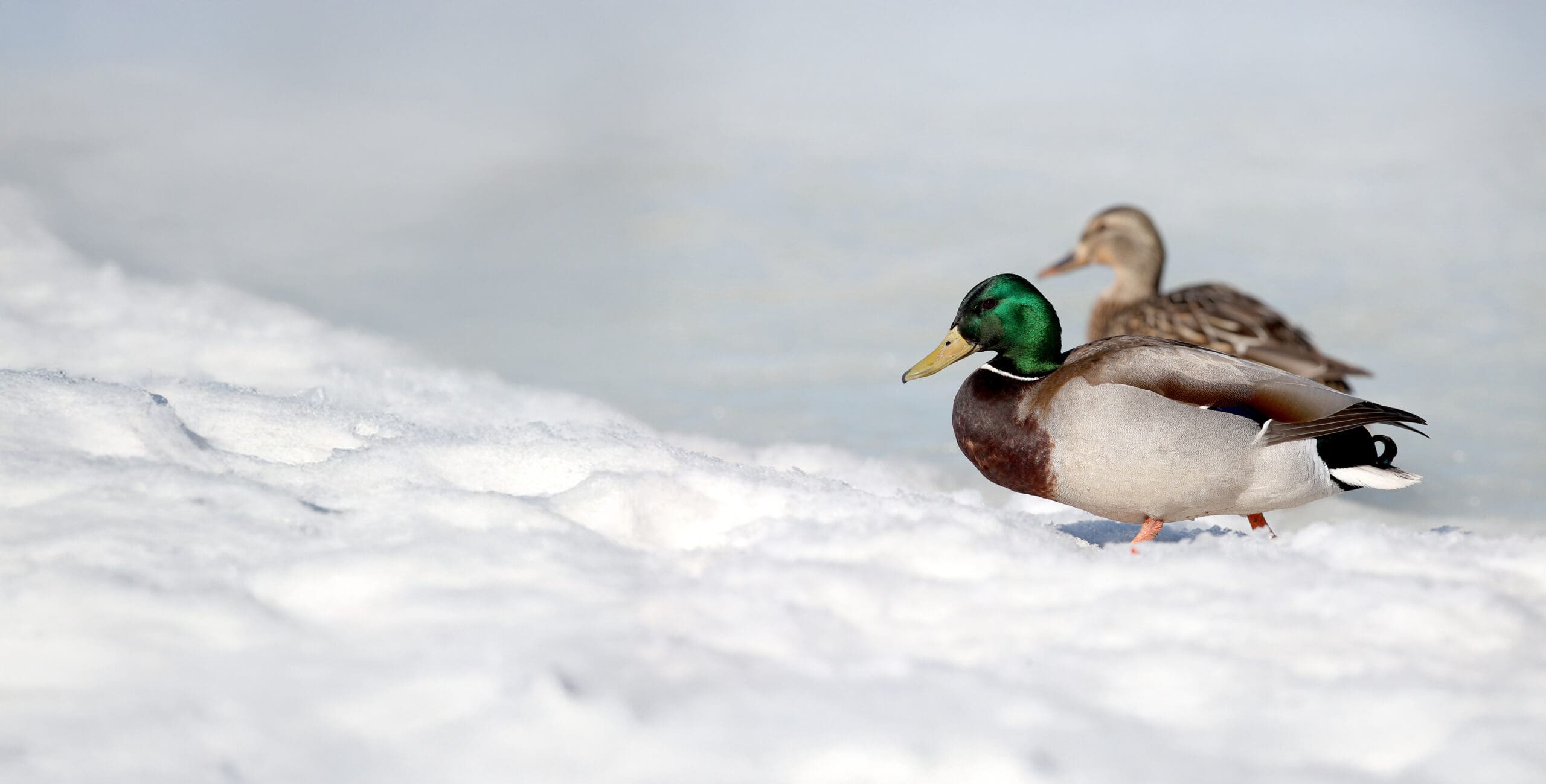 A mallard pair walking in the snow.