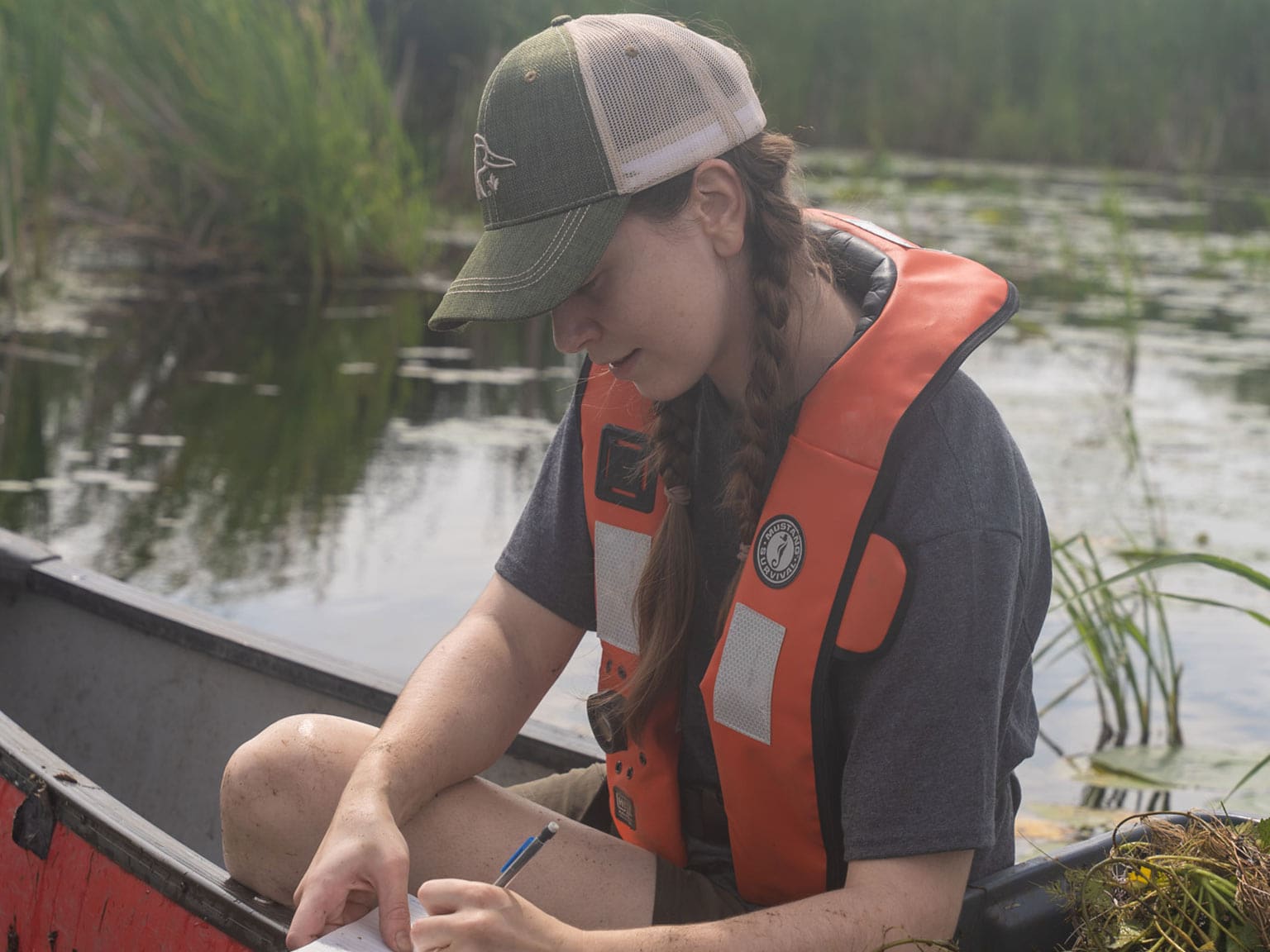Water Chestnut removal, Wolfe Island.