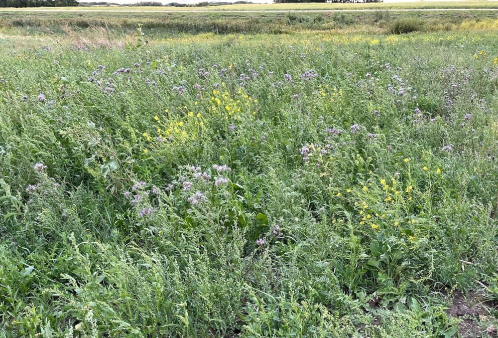 The tame grassland established on Willemse can support at least 67 species of wild bees that will provide pollination services and boost crop production on neighbouring farmland.