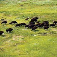 Indigenous-led conservation