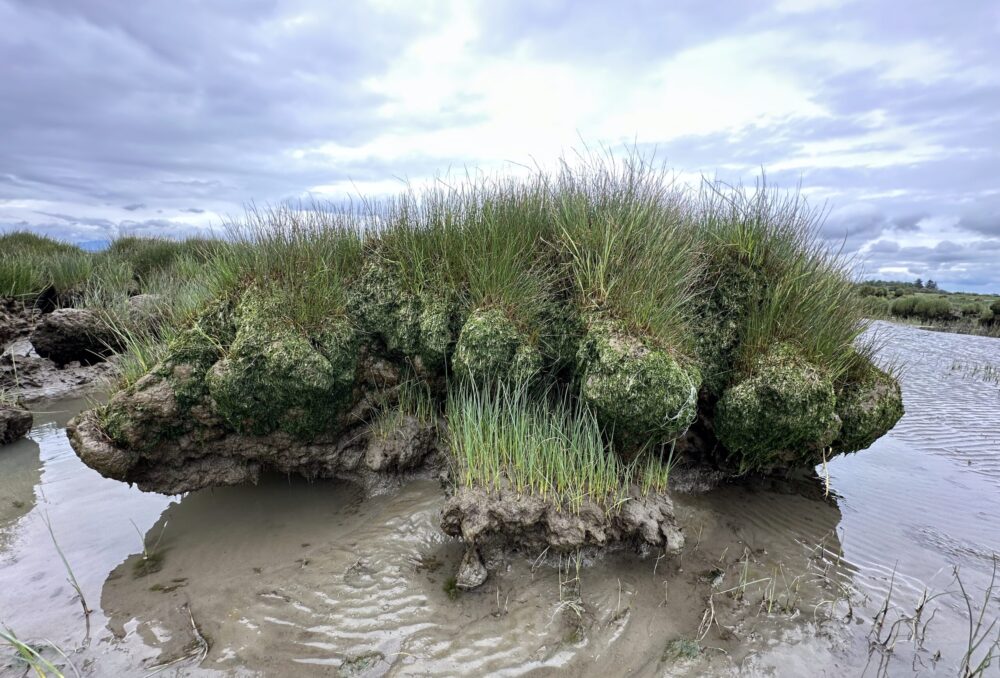 This patch of Lyngbye’s sedge shows the undercutting effects of erosion. Over time, these vegetated platforms are worn away from the bottom up by repetitive tidal forces while they can also be weakened by factors like wildlife feeding on these plants, reducing healthy root systems that help hold soils in place. 