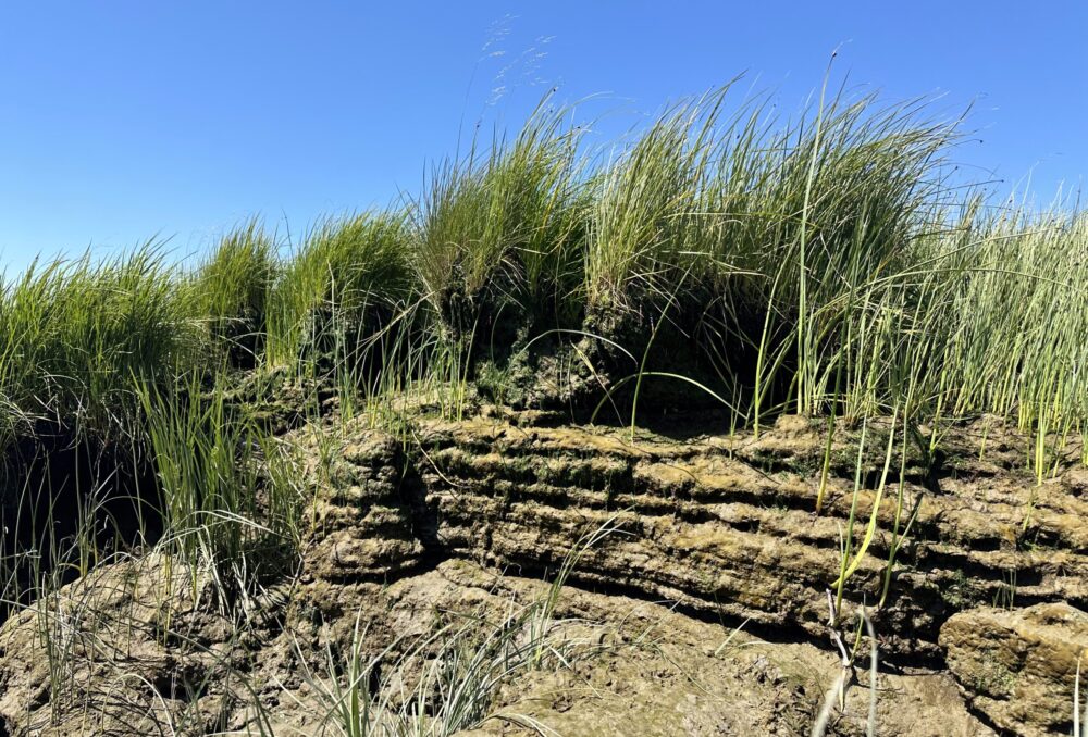 The layers of historically built-up sediment are visible here. The roots of the tidal plant species that grow on this spot are able to hold the base together, where other areas are washed away. 
