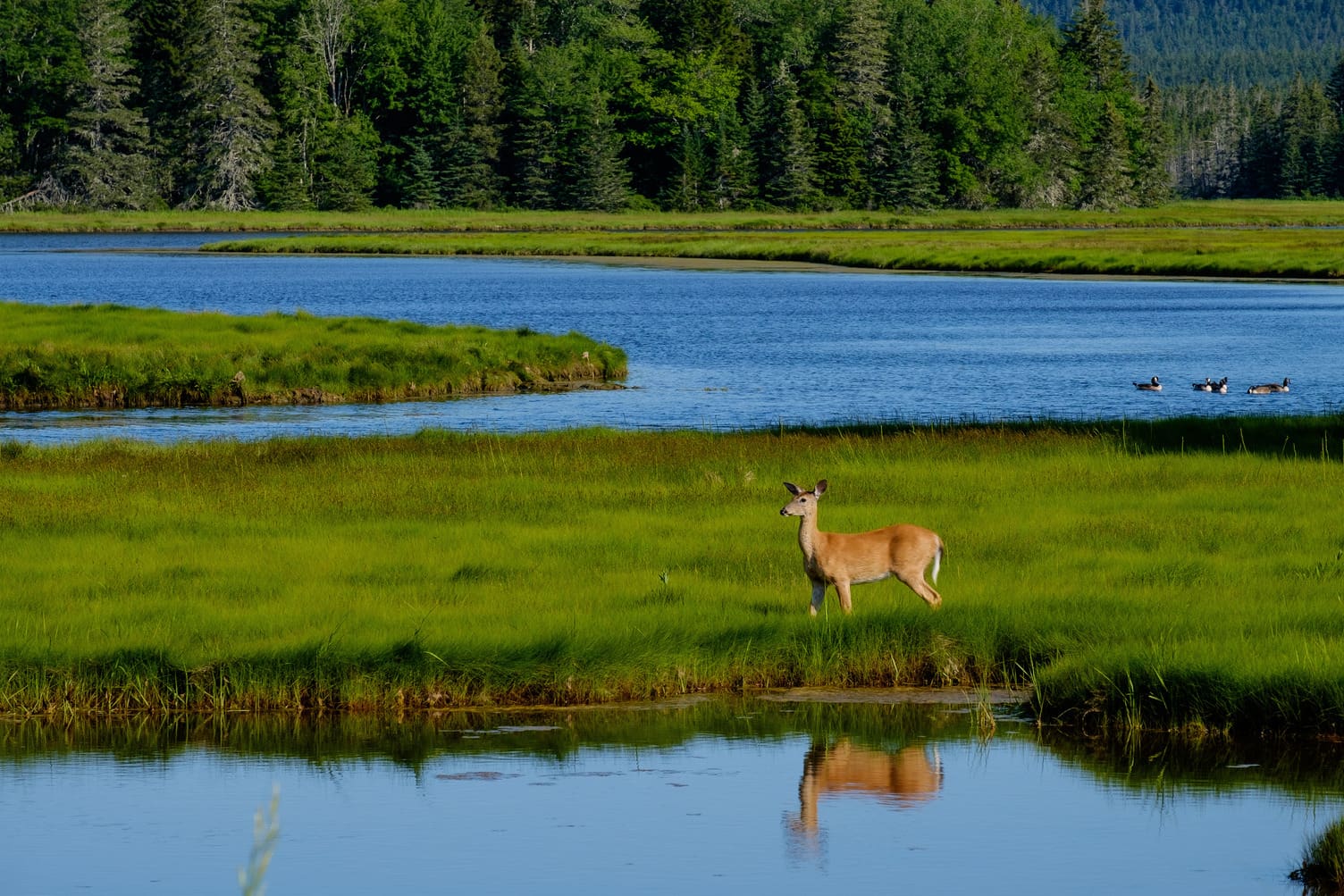 Summer Whitetail deer feeding out on a beautiful green marsh