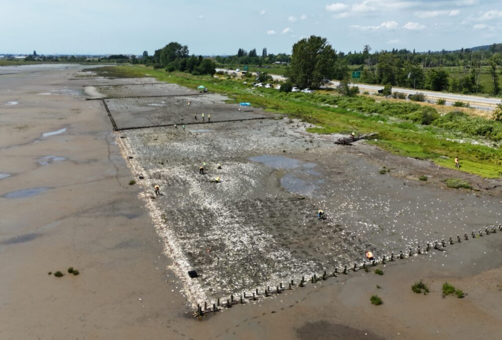 The Living Dike in Boundary Bay reflects the type of nature-based infrastructure possible with reusing dredged sediment. Each of the plots visible in this image hold reclaimed dredged sediment which is held in place by a variety of natural structures. Ongoing monitoring will show the effectiveness of each plot. 