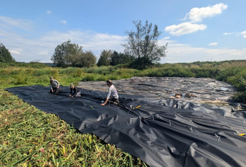 Staff from Ducks Unlimited Canada and the South Coast Conservation Land Management Program install a new benthic barrier at Serpentine Wildlife Management Area next to sheeting that was installed a year earlier. The invasive species yellow flag iris had overtaken the area. Plant stalks are cut to their base, and the benthic barrier is placed overtop to arrest their growth.