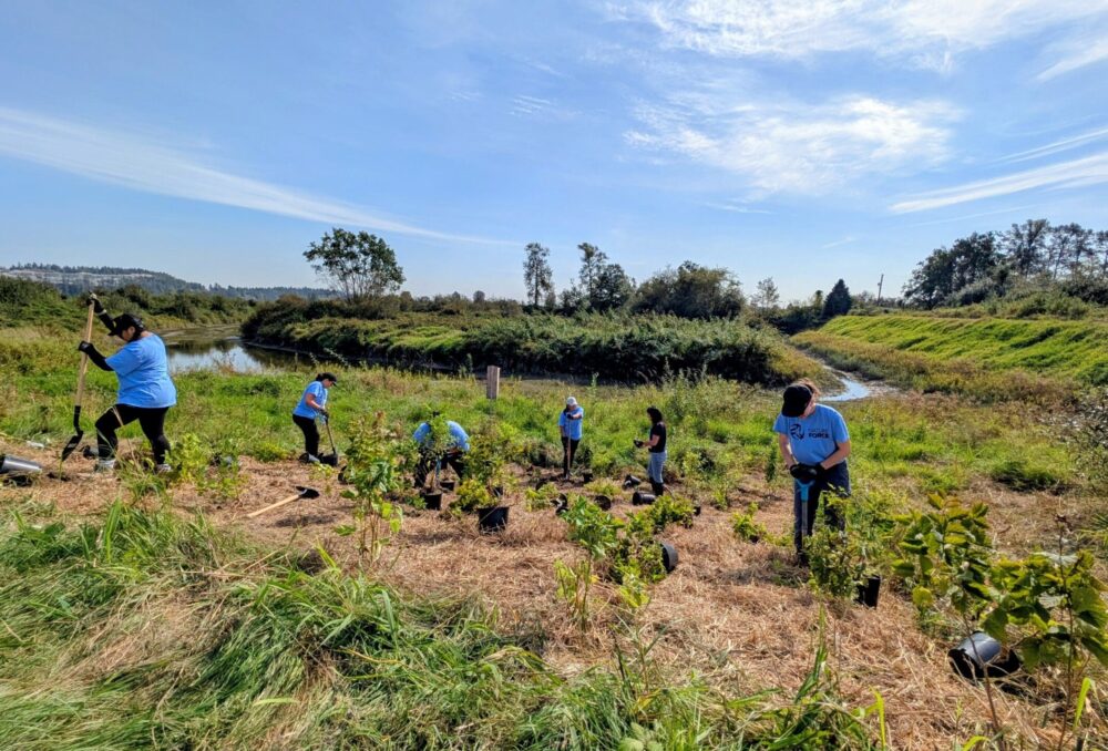 Volunteers from The Nature Force plant native species in a newly exposed area in Addington Point that was covered by benthic barrier. A brown rectangle remains where Himalayan blackberry, a delicious but invasive species, once was. 