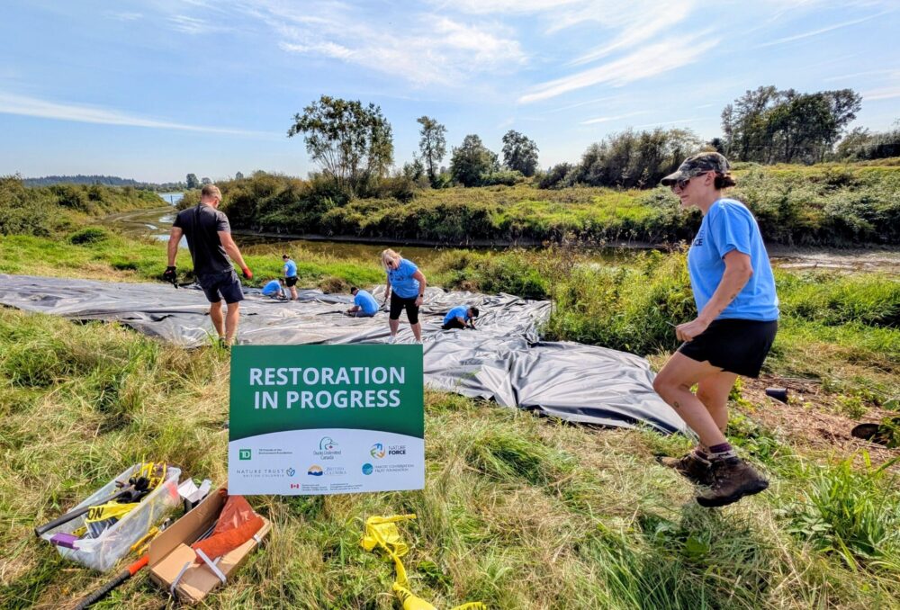 Volunteers from The Nature Force and staff from Ducks Unlimited Canada work together to install a benthic barrier at Addington Point in B.C.'s Lower Mainland. 