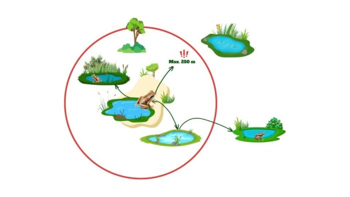 The concept of connectivity among suitable Western chorus frog habitats. 